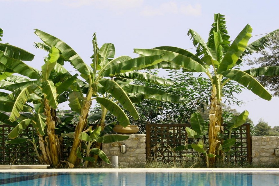 Best Trees to Plant Near Pool and its Benefits